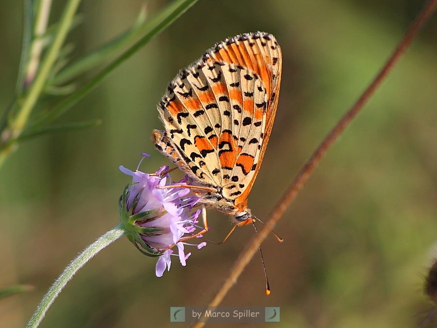 Melitaea didyma